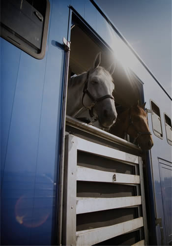 Transporte de animales vivos